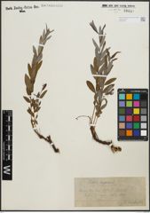 Foto von Salix repens subsp. rosmarinifolia (L.) Andersson